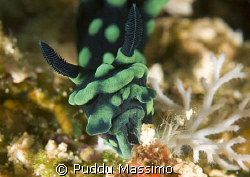 manado,nikon d2x 60mm macro by Puddu Massimo 